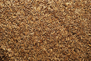 cumin background