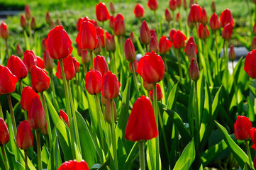 Fototapeta premium mass blooming of red tulips