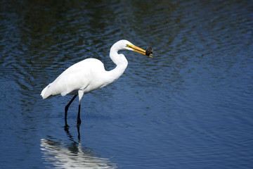 Naklejka premium Great Egret