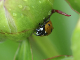 Lady bug on flower