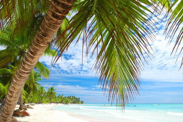 Caribbean beach - obrazy, fototapety, plakaty