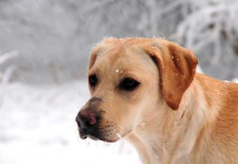 labrador in the snow
