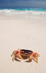 Crab on a beach