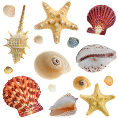 Set of sea cockleshells © Olga Galushko