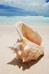 Fototapeta na wymiar Shell na Karaibach
