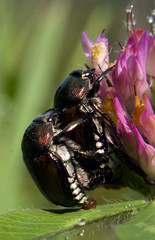 Japanese Beetle Mate and  Lay eggs