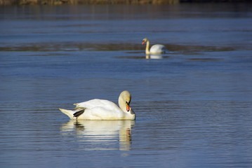 Schwan - Swan 14