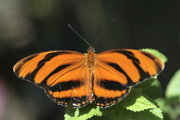 beautiful butterfly close