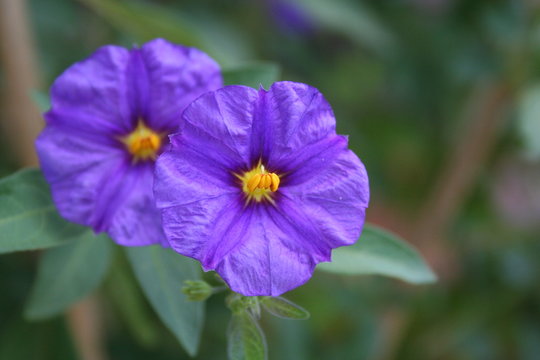 Fleur Solanum Violette
