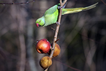 Perruche &agrave; collier mangeant des pommes