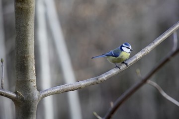 Mésange bleue sur une branche