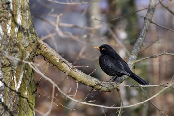Merle noir dans un arbre