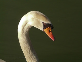 Tête de cygne