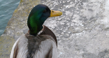 Canard colvert