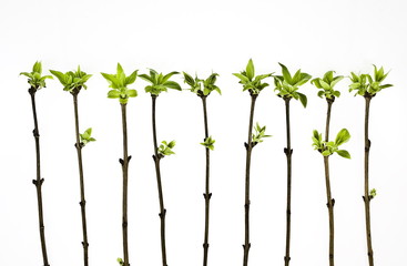 branches tree with spring buds isolated on white