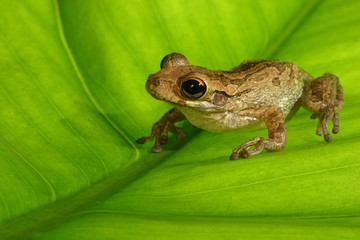 Tree Frog on Diagonal Veined Backlit Leaf