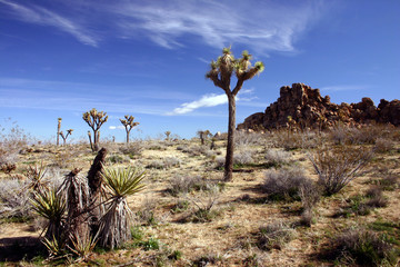 Joshua Tree