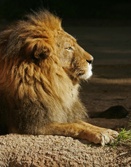 African Lion