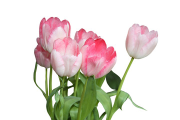 Tulpen