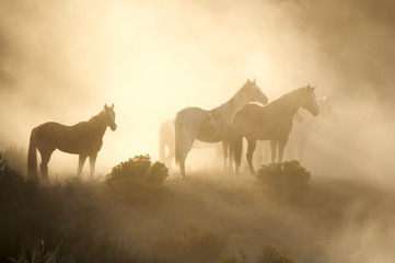 Horses in morning light
