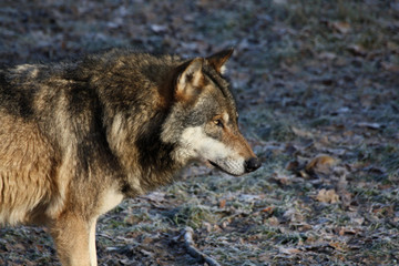 Fototapeta premium Eurasischer Wolf