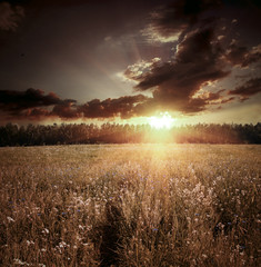 Landscape with field and sunset