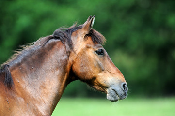 Fototapeta premium Horse