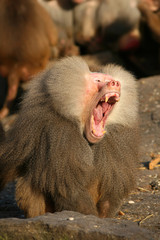 Male baboon yawning with mouth wide open