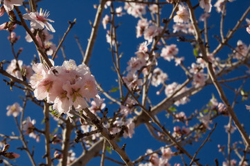 Almond tree - Branch with flowers