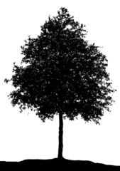 young deciduous tree