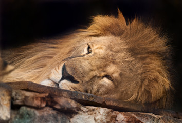 lion