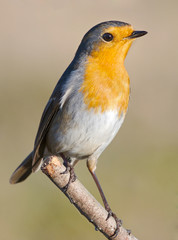 Beautiful red bird