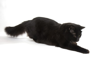 Black cat on a white background