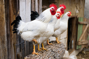 Row of chickens and cocks with selective focus