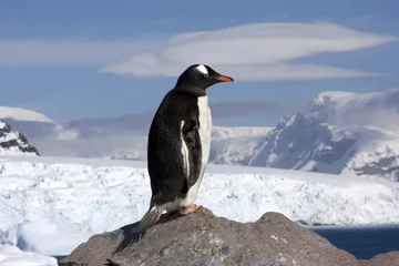 Foto auf Alu-Dibond Esel-Pinguin © Fredy Thürig