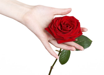 woman holding beautiful red rose