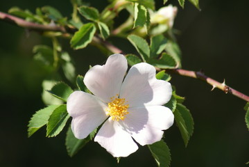 fleur d'&eacute;glantier