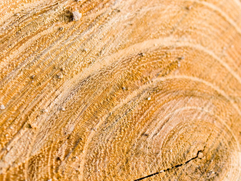 Cut trunk texture