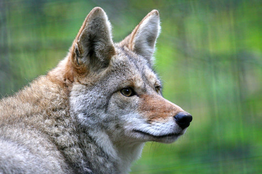 Coyote closeup
