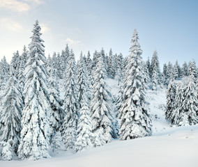 Fototapeta na wymiar winter mountain forest