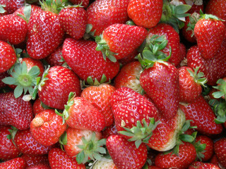 fresh strawberries