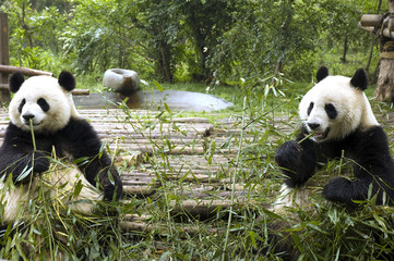 panda feeding in chengdu zoo, china © wong yu liang