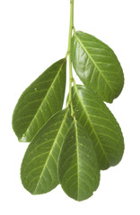 Fototapeta premium leaves new