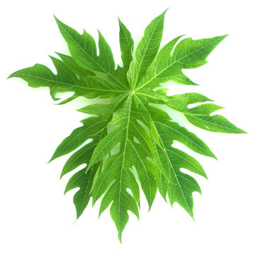 feuille de papayer