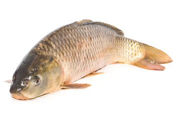 Carp