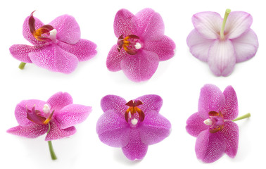 Collection orchid isolated on a white background.