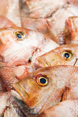 pescado en el mercado