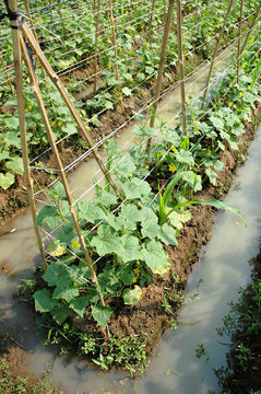 farm land