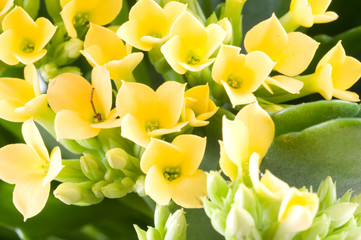 Fototapeta premium Beautiful flower