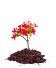 Sprout of  flower in soil.